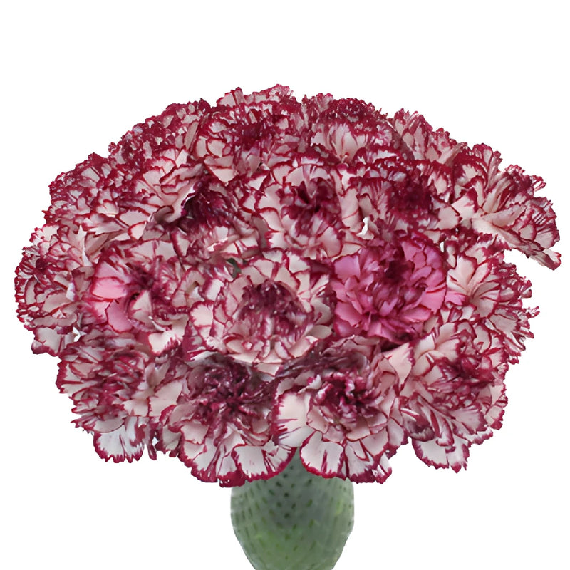 Rendezvous White and Purple Carnation Flowers In a vase