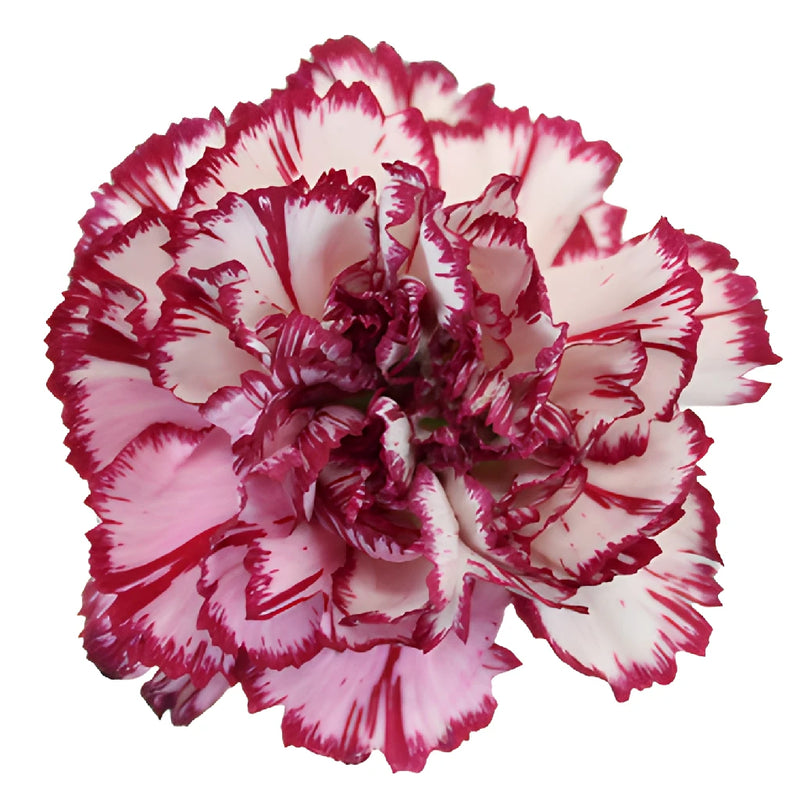 Rendezvous White and Purple Carnation Flower Flatlay