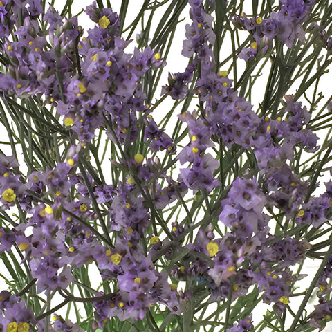 Lavender Airbrushed Limonium Flowers