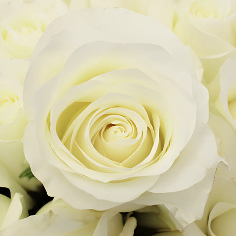 Akito White Bulk Rose