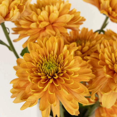 Rossano Orange Cremon Close Up - Image