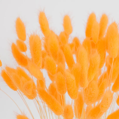 Rustic Orange Dried Bunny Tails Close Up - Image