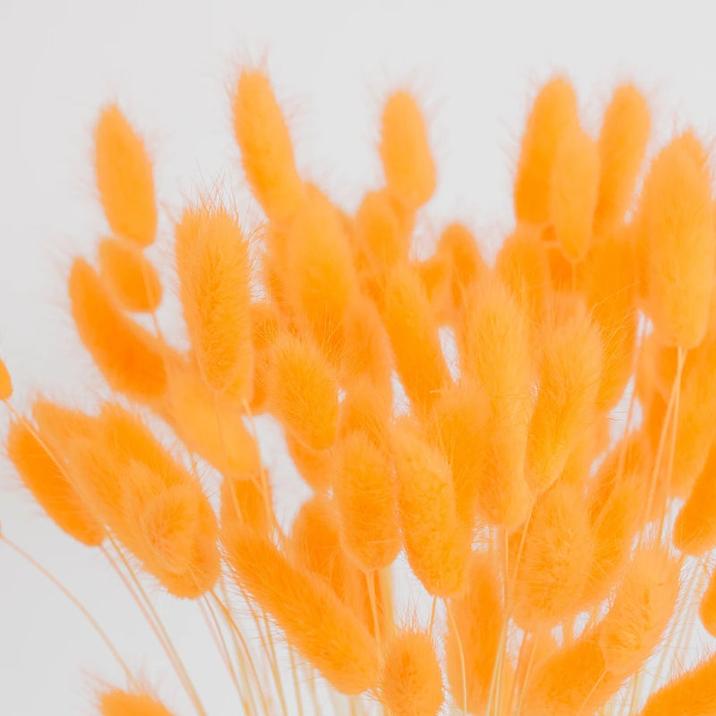 Rustic Orange Dried Bunny Tails Close Up - Image