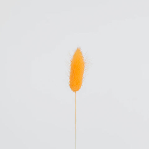 Rustic Orange Dried Bunny Tails Stem - Image