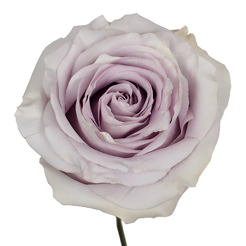 Whispers of Lavender Rose