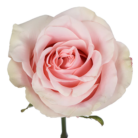 Paris Pink Rose