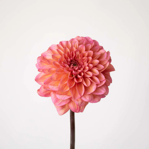Salmon Dahlia Flower Stem