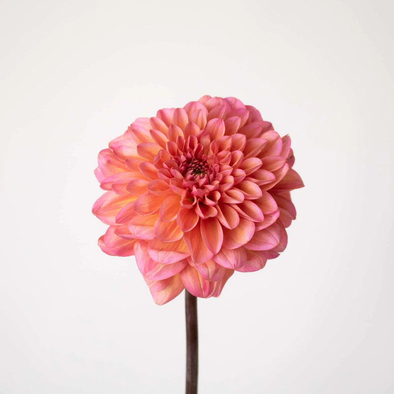 Salmon Dahlia Flower Stem
