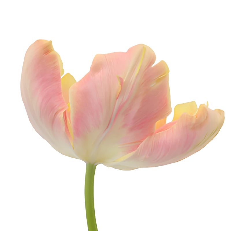 Salmon Peach Parrot Tulip Wholesale Flower Up close