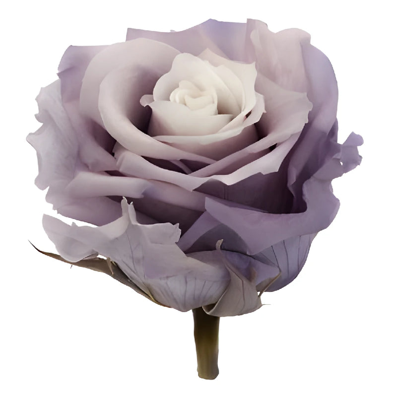 Preserved Sangay Rose