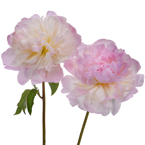 Shirley Temple Pink Peony Stems