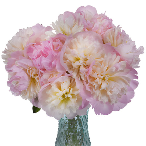 Shirley Temple Pink Peony in a vase