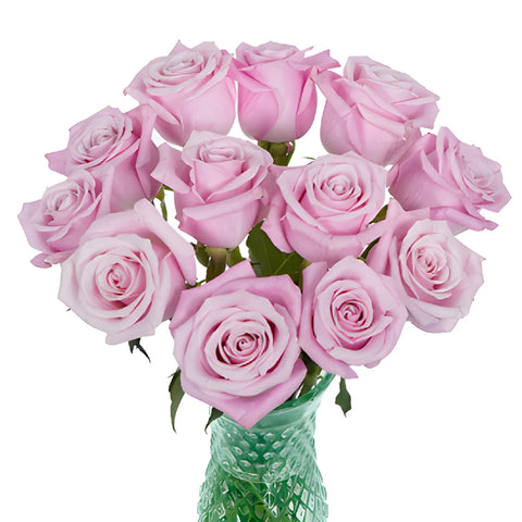 Bashful Pink Rose