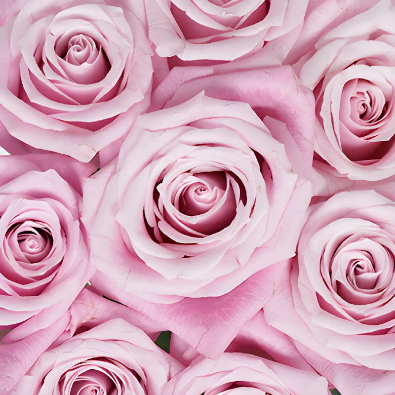 Bashful Pink Rose
