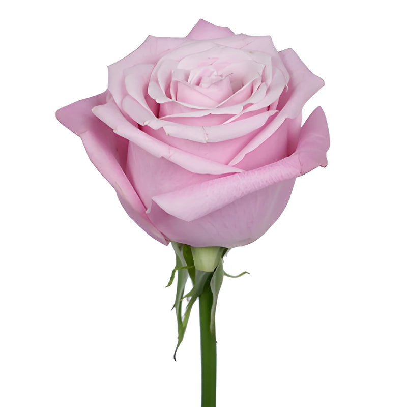 Bashful Pink Rose