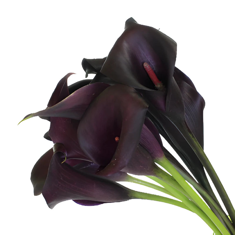 Simply Modern Burgundy Calla Lily DIY Flower Kit Up Close