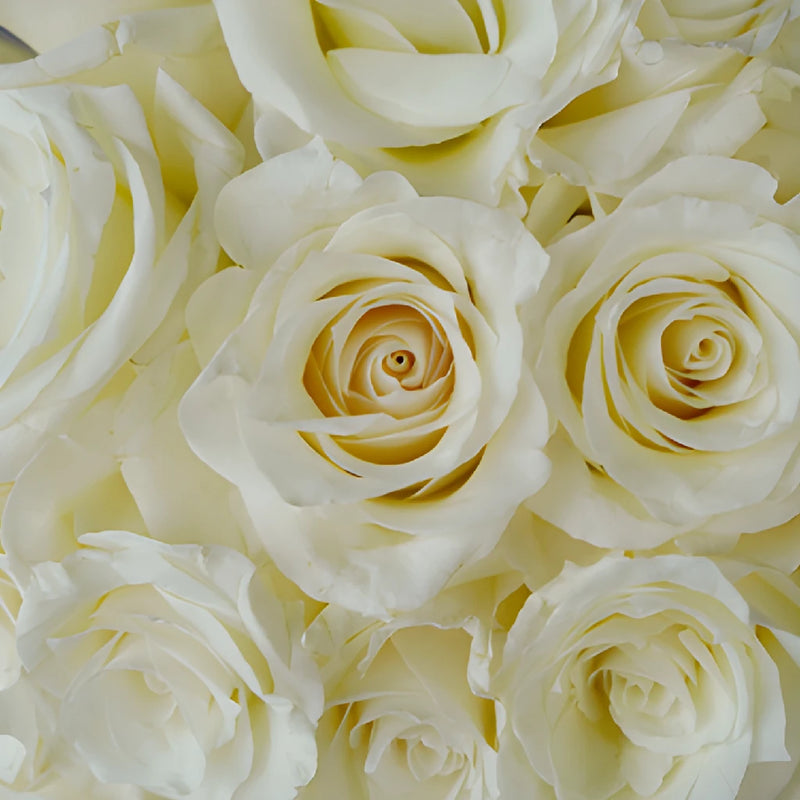 Snow Bliss Wholesale Roses