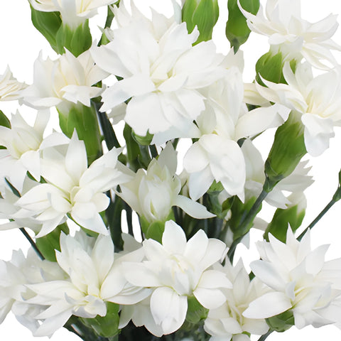 Bridal White Star Dianthus Flowers