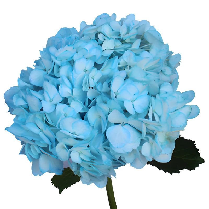 Something Borrowed Enhanced Blue Hydrangea Flower