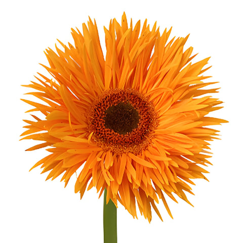 Orange Spider Gerbera Daisy Flower