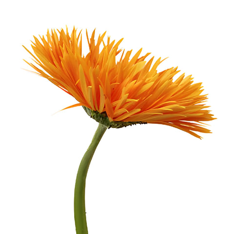 Orange Spider Gerbera Daisy Flower