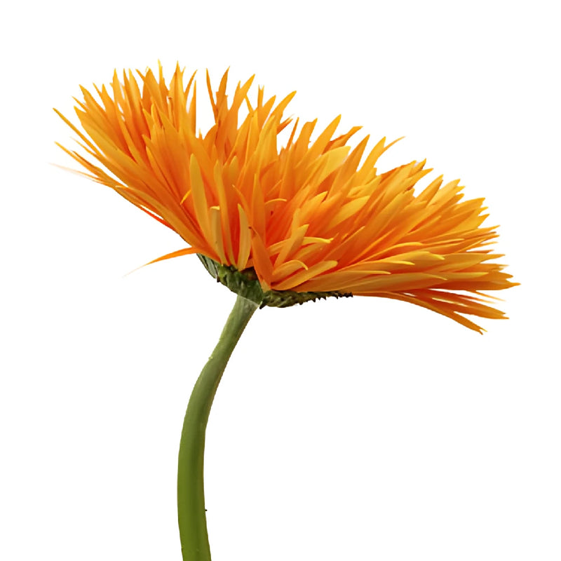 Orange Spider Gerbera Daisy Flower