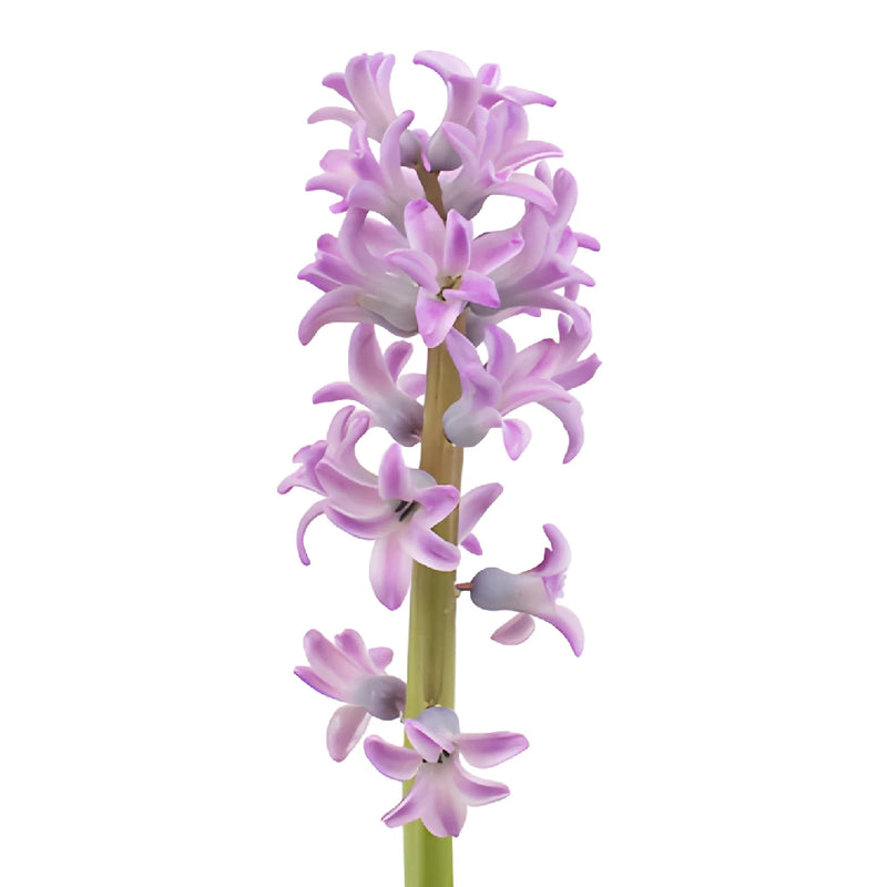 Lilac Pink Hyacinth Flowers