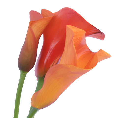 Mango Mini Calla Lily Flower
