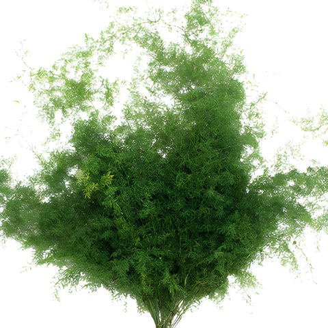 Wholesale greenery star asparagus fern fresh cut greens sold as bulk
