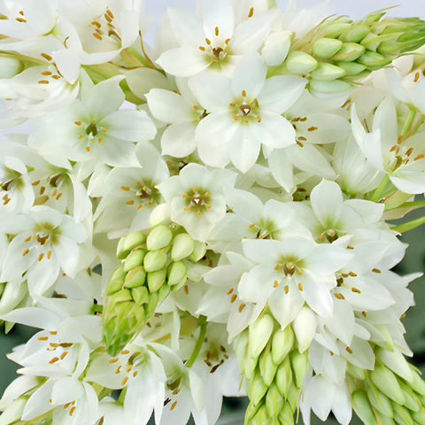 White Star of Bethlehem Flowers