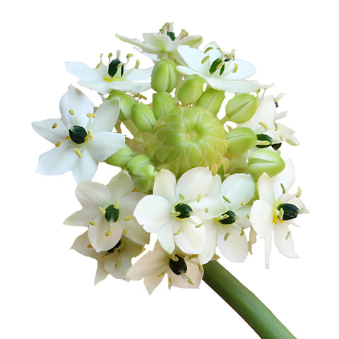 White Arabian Starflowers