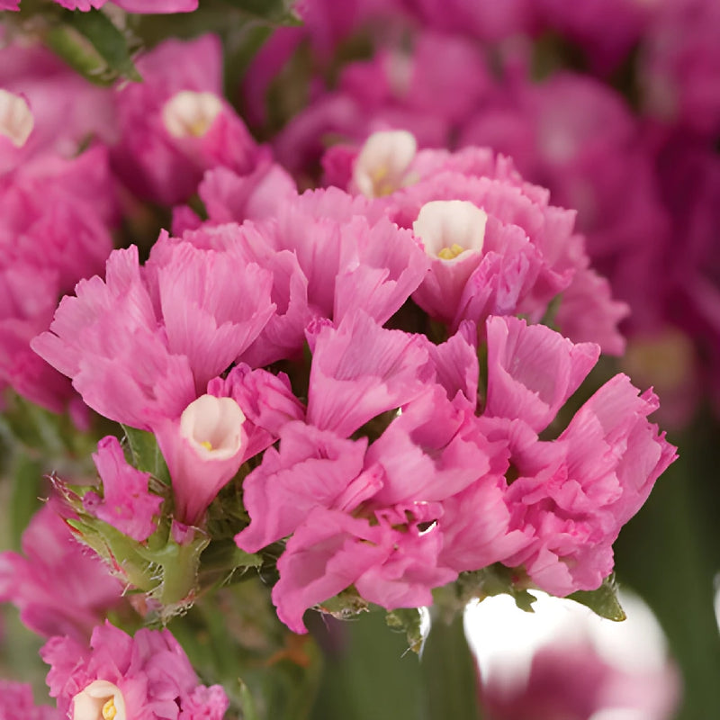Hot Pink Tissue Culture Statice Flower