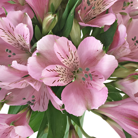 Stratus Pinky Lavender Alstroemeria Wholesale Flower Up close