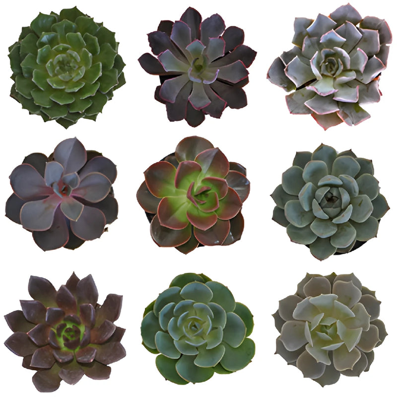 Assorted Color Succulent Pack