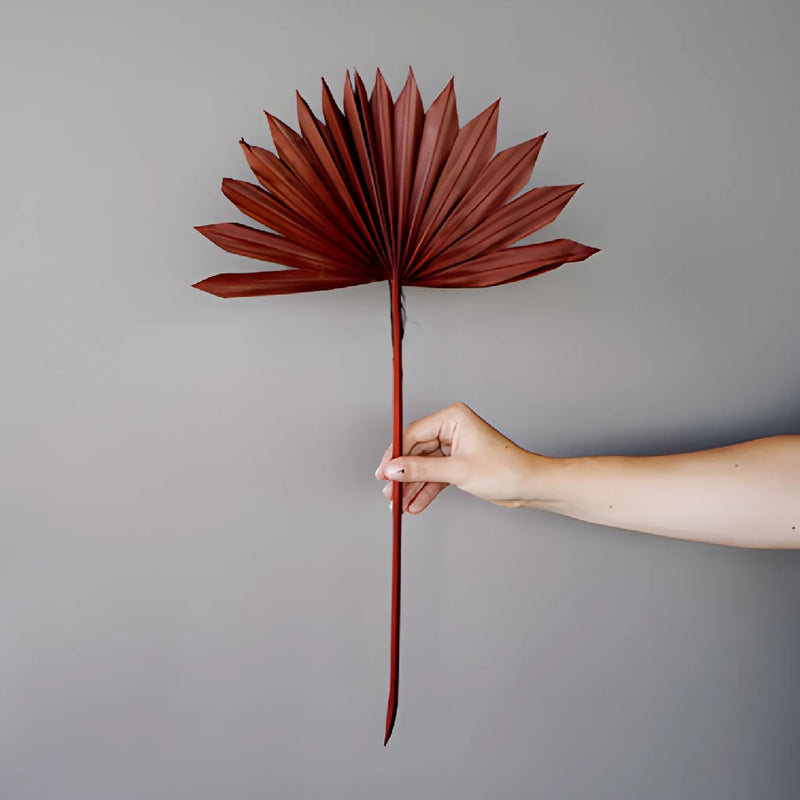 Dried Mocha Sun Palms