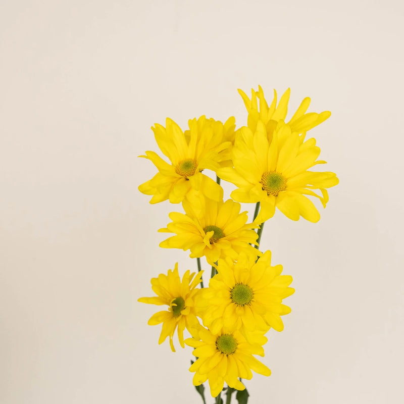 Super Daisy Yellow Flower Stem - Image