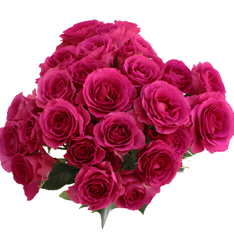Raspberry Fuchsia Spray Rose
