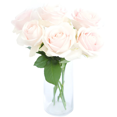 Sweet Avalanche Hybrid Tea Rose