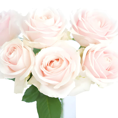 Sweet Avalanche Hybrid Tea Rose