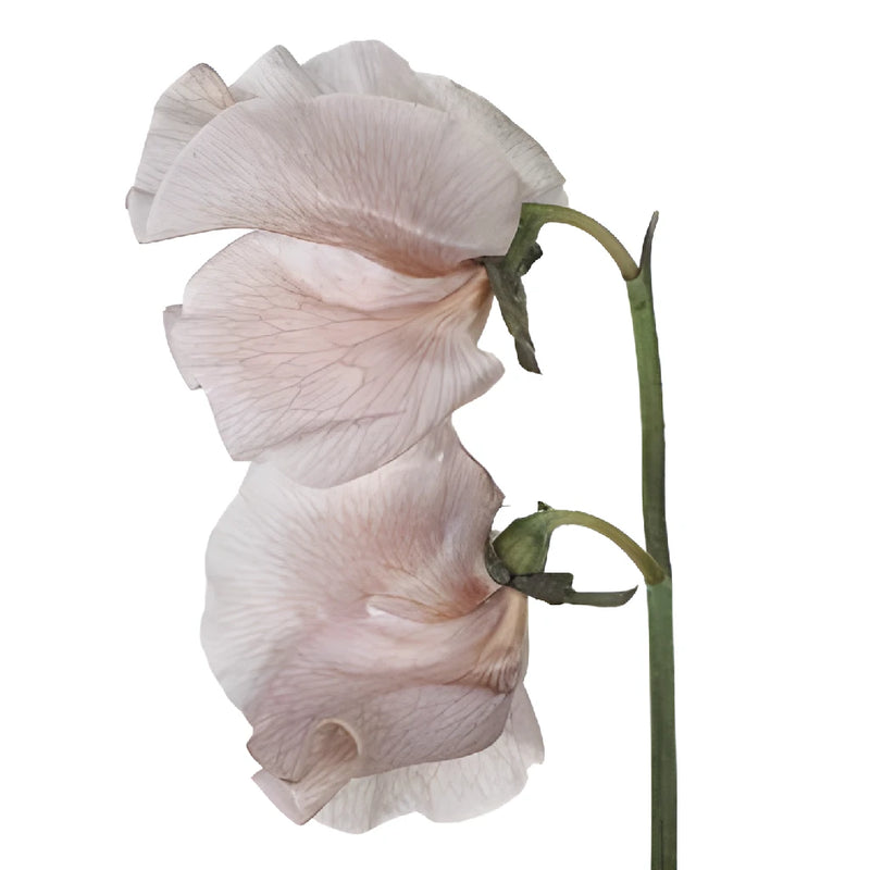 Brownie Sweet Pea Flowers