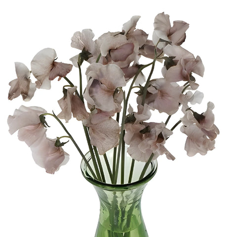 Brownie Sweet Pea Flowers