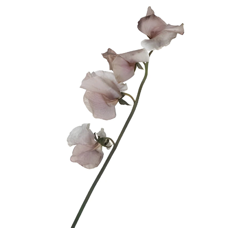 Brownie Sweet Pea Flowers