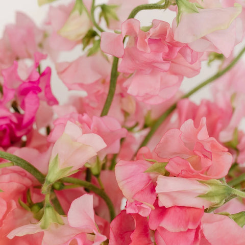 Sweet Peas Pink Flower Close Up - Image
