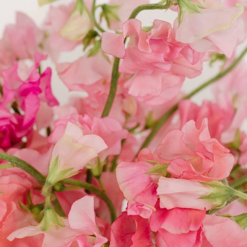 Sweet Peas Pink Flower Close Up - Image