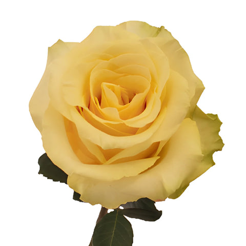 Whipped Butter Takini Cream Rose
