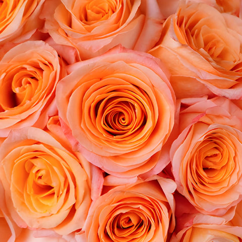 Coral Passion Rose