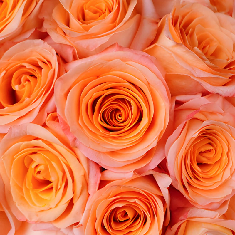 Coral Passion Rose