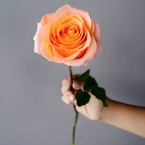 Coral Passion Rose
