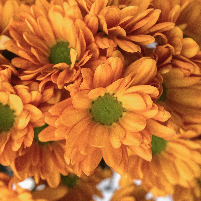 Tangerine Orange Wedding Daisy Flower Close Up - Image