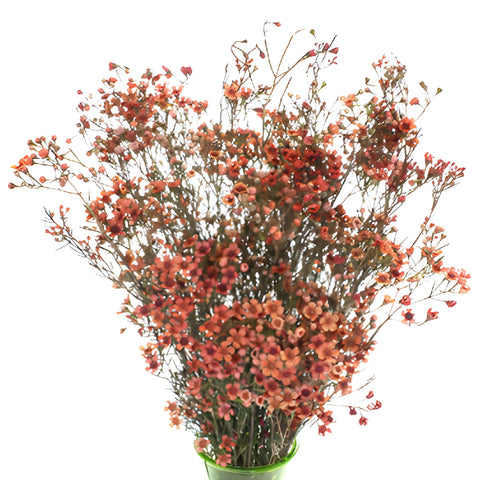 Spanish Orange Enhanced Wax Flowers May to November Delivery